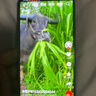 荣耀X70 焕新版 8+256 旭日金 十面抗摔 8300mAh青海湖电池 IP69防水 荣耀绿洲护眼屏 AI手机 国家补贴 实拍图