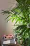 三思植物补光灯仿太阳全光谱 全光谱植物灯 室内植物生长盆夹灯-12W白 实拍图