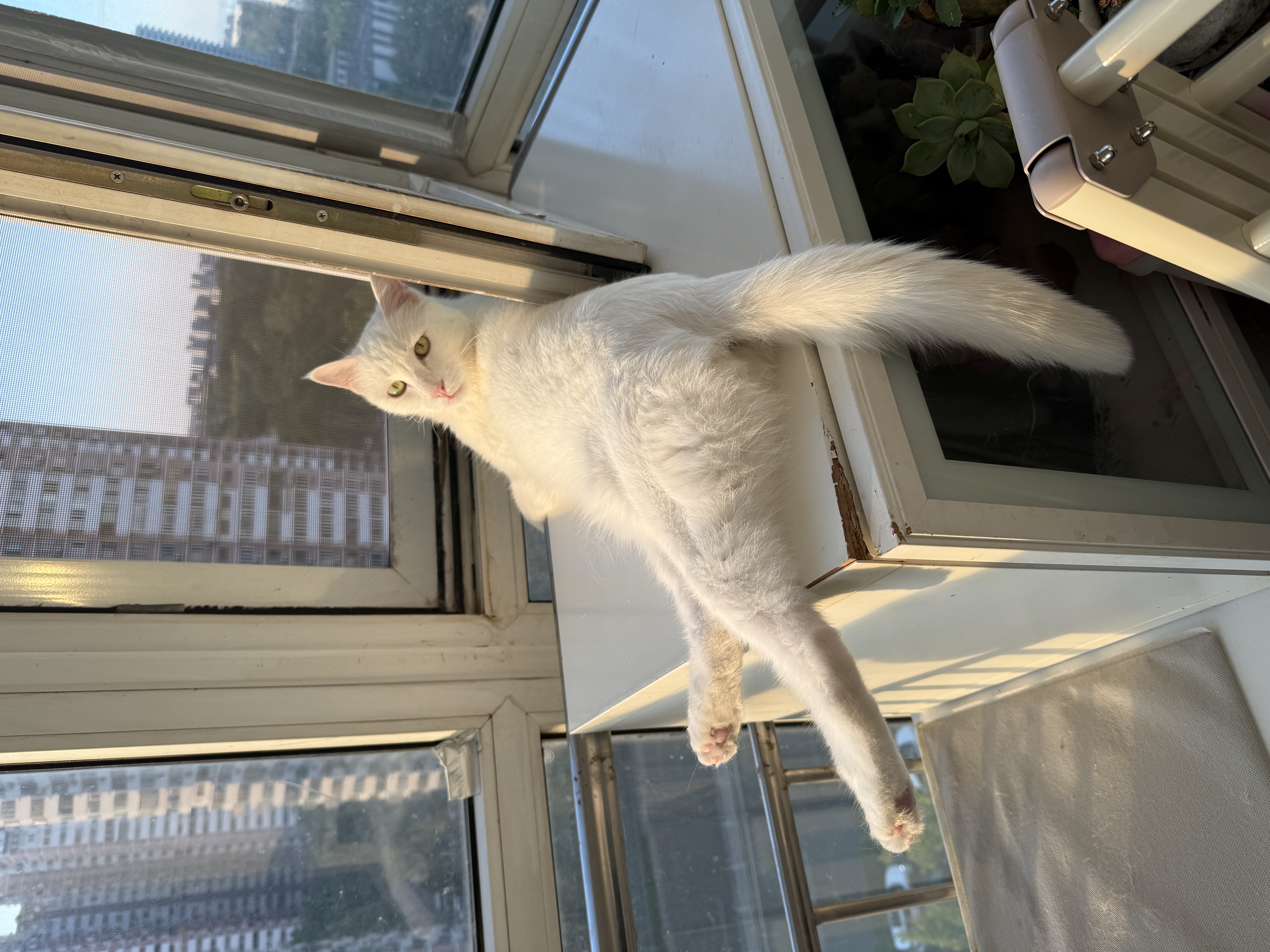 多特思羊奶系列猫草主食罐头奶炖6罐湿粮成幼猫慕斯化毛罐头温补排毛 实拍图