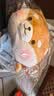 名创优品（MINISO）趣味阿柴弹力超柔趴姿公仔毛绒玩偶儿童玩具抱枕靠枕生日礼物女 实拍图