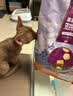 麦富迪猫粮 超肉粒冻干双拼奶糕离乳猫粮呵护免疫 冻干蛋奶2kg 实拍图