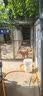 比瑞吉狗粮成犬粮俱乐部系列海苔呵护被毛山药鲣鱼全价鸡肉牛肉双拼10kg 实拍图
