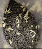 陈一凡 川派茉莉飘雪 新茶茉莉花茶特级浓香型茶叶四川花茶袋装250g 茉莉花茶250g1袋 实拍图