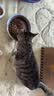 皇家猫粮 成猫猫粮 户外成猫 O30 通用粮 12月以上 4KG 实拍图