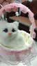 亦趣仿真猫咪玩偶会叫提篮小猫咪毛绒玩具篮子猫女孩儿童生日礼物 提篮粉色蕾丝白猫带叫声 实拍图