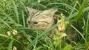 瑞普生物体内外驱虫组合装 莫普欣秒普净驱虫药2-4kg猫季度装  实拍图