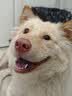 皇家狗粮绝育成犬狗粮犬粮宠物小型犬MSA30全价犬粮≥10月2KG 实拍图