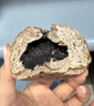 碧翠园全麦椰香红豆面包800g豆沙夹心手撕面包学生营养早餐代餐食品休闲 实拍图