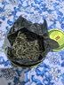 天旭茶叶绿茶雀舌特级四川毛尖2026新茶春茶明前嫩芽高山云雾茶250g 实拍图