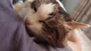 星益生趣（STELLA&CHEWY'S）SC美国进口猫粮RC冻干涂层全价无谷鸡肉4.5kg主食冻干高蛋白 实拍图