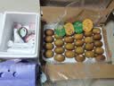 佳沛（zespri）新西兰 阳光金果25-27粒原箱特大果单果124-146g 猕猴桃水果礼盒 实拍图