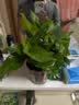 绿有意绿植盆栽多肉花卉盆栽植物室内桌面水培绿植办公室客厅植物懒人 发财树【招财聚福】 实拍图
