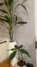 Berry&Bird喷壶500ML家庭花园养花种植打药消毒浇花喷水壶多肉盆栽园艺工具 实拍图