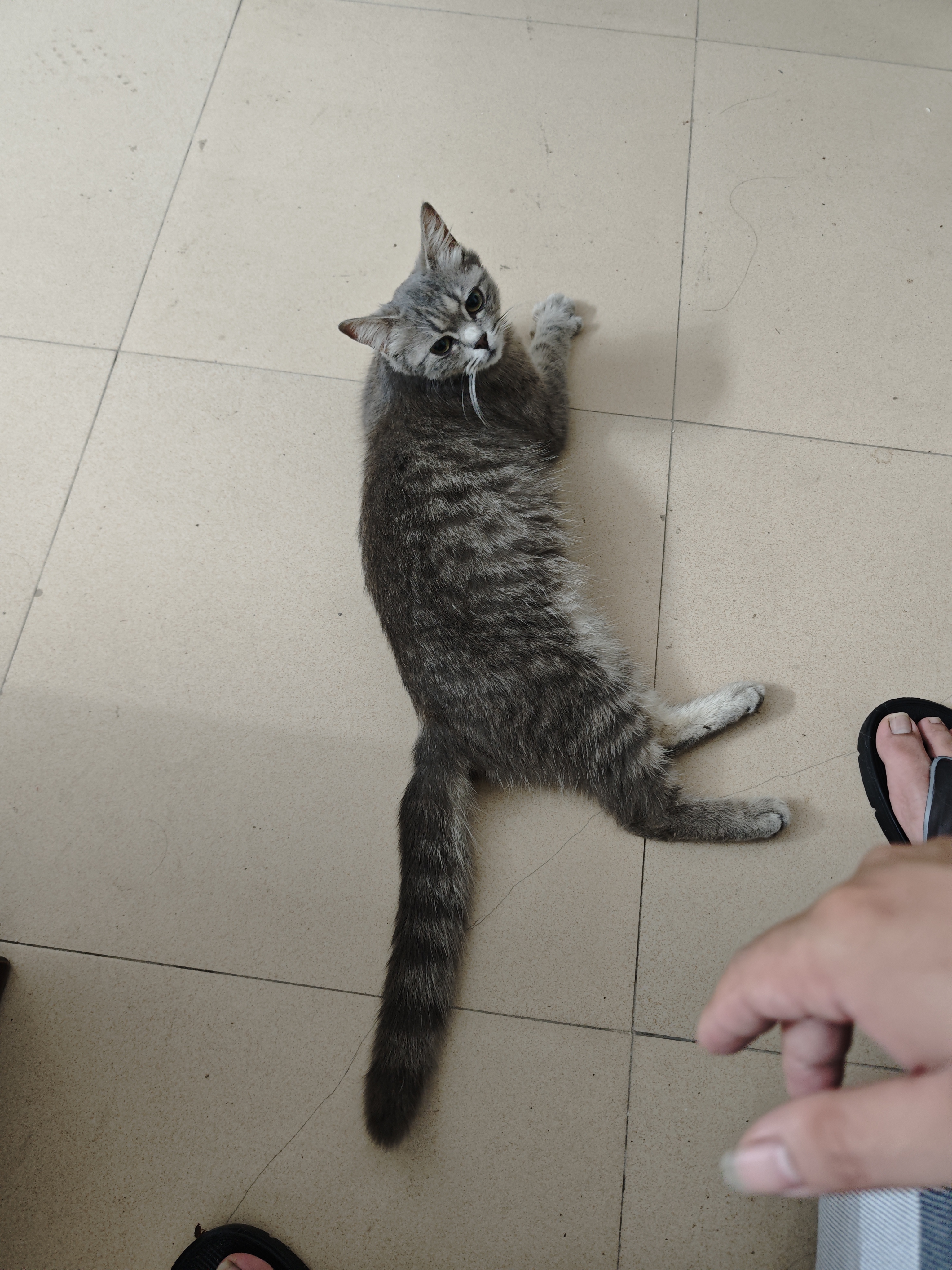 靓贝猫粮  吃货街 深海鱼  成猫幼猫  布偶 橘猫  全价通用猫粮 深海鱼500g*5 5斤 实拍图