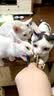 鲜朗主食猫条磷虾三文鱼油营养全价成猫幼猫湿粮无添加非零食补水湿粮 混合口味【12g/支】 48支【囤货装】 实拍图