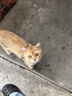 网易严选全价猫粮4.0 宠物主粮成幼猫无谷多重禽肉高蛋白 鸡鸭禽肉味10kg 实拍图