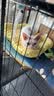 贝初众狗窝四季通用大中小型犬夏季狗狗睡垫子狗床大号猫窝猫垫宠物用品 奶黄色-40*50cm【适合8斤内】 舒适深睡/久用不塌 实拍图