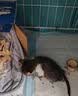 顽皮（Wanpy）顽皮经典全价主食猫罐吞拿鱼虾仁配方85g*24成猫零食主食黑金罐头 实拍图