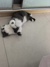 海洋之星冻干生骨肉双拼高鲜肉猫粮成猫幼猫粮1.8kg（鸡肉配方） 实拍图