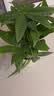 花翁大盆三杆发财树绿植盆栽招财植物办公室内开业盆景金钱树源头直发 实拍图