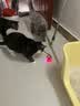 HELLOJOY猫咪玩具自嗨解闷神器智能电动逗猫球自动逗猫棒幼猫遛猫消耗体力 实拍图