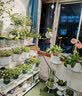 精忠报国植物补光灯大棚蔬菜花卉led室内绿植专用仿太阳全光谱园林生长灯 【仿太阳全光谱补光灯】白-30W 配3米灯头线 实拍图