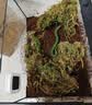 暮秋小主宠物玉米蛇活物爬宠幼体异宠翠青开食王蛇活体苗子幼崽真蛇无毒 翠青苗（新手友好） 实拍图
