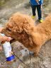 GERTHRON德国狗狗猫咪开结喷雾防静电宠物专用毛发护毛精油长毛解结护毛素 100ml*2瓶 宠物解结喷剂 长效持久 防止静电干扰 实拍图