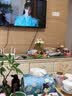 八芽发财树小盆栽花卉水培植物客厅桌面绿植室内四季招财树办公室好养 双杆发财树-小蓝瓶-含紫砂托 含盆 实拍图
