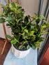 花翁栀子花盆栽四季开花卉大全树苗室内绿植好养易活茉莉花源头直发 实拍图