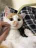 皇家猫粮 挑嘴成猫猫粮 高适口性 EF38 通用粮 12月以上 4KG 实拍图