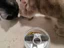 网易严选猫用薄荷饼干宠物幼猫成猫猫咪零食饼干薄荷味 95克 实拍图