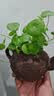 铜钱草水培植物室内办公室桌面盆栽花卉四季常青绿植净化空气懒人 铜钱草带叶子特惠款51-70根+营养液【1份】 不含盆 实拍图