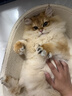 皇家猫粮 幼猫猫粮 幼猫奶糕 K36 通用粮 4-12月 2KG 实拍图