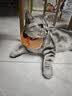 领先成猫尝鲜礼包主食级烘焙猫粮猫条餐盒汤包（新老款随机发货） 实拍图