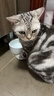 pidan猫砂 豆腐猫砂2.4kg*4包强力吸臭纯猫砂 可冲厕所非膨润土砂 实拍图