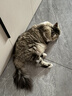 领先成猫尝鲜礼包主食级烘焙猫粮猫条餐盒汤包（新老款随机发货） 实拍图