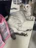 皇家猫粮 幼猫猫粮 幼猫专用 K36 通用粮 4-12月 400g 实拍图