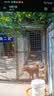 醇粹爱你狗粮 全价全犬种成犬 鸡肉牛肉双拼配方柯基金毛通用粮10kg 实拍图