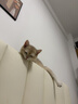 pidan猫砂 豆腐猫砂2.4kg*4包强力吸臭纯猫砂 可冲厕所非膨润土砂 实拍图