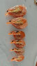 赶海弟3XL淡干大虾干250g约30-40只 即食烤虾对虾干 休闲零食 南北干货 实拍图