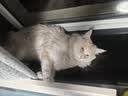弗列加特猫粮 肠道养护 全价鲜肉天然粮 成猫粮乳鸽味2kg【宠物金选】 实拍图