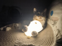 憨憨乐园猫玩具红外线逗猫激光笔逗猫棒幼小猫咪玩具USB充电伍德氏猫癣灯 实拍图