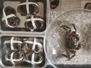 【活蟹】湖鲜阳澄 大闸蟹 去绳足重 2.5-2.8两 8只 鲜活六月黄现货超大螃蟹生鲜礼盒装 实拍图