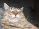 匹克【两只装】健身手套男女运动骑行半指单杠引体向上撸铁防滑护手 L 实拍图