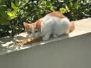 冠能猫粮室内成猫猫粮60g*3 全价猫粮 添加膳食纤维 控制毛球 实拍图