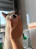LEGENDSANDY蓝氏全价猫粮生骨肉冻干成猫幼猫猎鸟乳鸽9kg(1.5kg*6)【囤货装】 实拍图