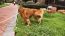 醇粹黑标狗粮无谷冻干犬粮大型犬成犬幼犬通用鸡肉鱼肉狗粮15kg囤货装 实拍图