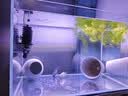 LED全光鱼缸灯同款水族箱鱼缸照明灯架水草灯增艳发色灯神灯节能 12瓦蓝白光48cm（适合50-60cm鱼缸） 四排灯珠 实拍图
