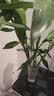 沭之美富贵竹水培客厅绿植招财旺宅花卉植物水养常青竹子文昌竹源头直发 实拍图